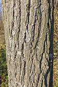 Bead tree (Melia azedarach) bark