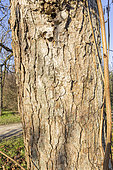 Turkish hazel (Corylus ) bark