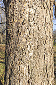 Indian Bean (Catalpa bignonioides) bark