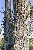 Varnish Tree (Toxicodendron vernicifluum) trunk