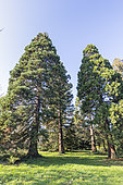 Giant sequoia (Sequoiadendron giganteum)