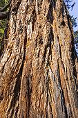 Giant sequoia (Sequoiadendron giganteum) bark