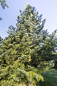 Colorado Fir (Abies concolor) 'Violacea'
