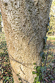 Ohio buckeye (Aesculus glabra) bark