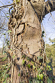 Red Horse-chestnut (Aesculus carnea) trunk