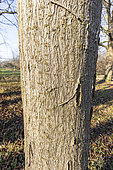 Yellow buckeye (Aesculus flava f.vestita) trunk