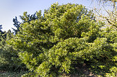 Buddhist pine (Podocarpus macrophyllus)