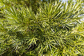 Buddhist pine (Podocarpus macrophyllus)