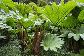 Leaves and flowers of Giant Rhubarb (Gunnera manicata), Trebah Garden, near Falmouth, Cornwall, England, United Kingdom, Europe