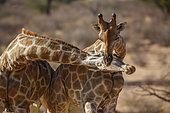 Two Giraffes doing necking parade in Kgalagadi transfrontier park, South Africa ; Specie Giraffa camelopardalis family of Giraffidae