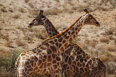 Giraffe couple close up with natural background in Kgalagadi transfrontier park, South Africa ; Specie Giraffa camelopardalis family of Giraffidae