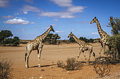 Giraffe group of four in desert land in Kgalagadi transfrontier park, South Africa ; Specie Giraffa camelopardalis family of Giraffidae