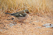 Chaffinch (Fringilla coelebs) feeding on grass seeds on the ground in autumn, Mercantour National Park, Alps, France