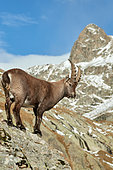Alpine ibex (Capra ibex) young male in autumn in the Gordolasque valley, Mercantour National Park, Alps, France