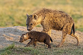 Spotted hyena (Crocuta crocuta), adult and young, at the entrance of the den, Masai Mara National Reserve, National Park, Kenya