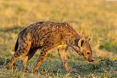Spotted hyena (Crocuta crocuta), adult at the entrance of the den, Masai Mara National Reserve, National Park, Kenya