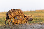 Spotted hyena (Crocuta crocuta), adults at the entrance of the den, Masai Mara National Reserve, National Park, Kenya