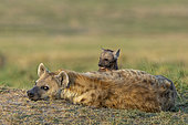 Spotted hyena (Crocuta crocuta), adult and young, resting on the ground at the entrance of the den, Masai Mara National Reserve, National Park, Kenya