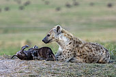Spotted hyena (Crocuta crocuta), adult and youngs, resting on the ground at the entrance of the den, Masai Mara National Reserve, National Park, Kenya