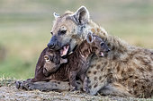 Spotted hyena (Crocuta crocuta), adult and youngs, resting on the ground at the entrance of the den, Masai Mara National Reserve, National Park, Kenya
