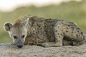 Spotted hyena (Crocuta crocuta), adult resting at the entrance of the den, Masai Mara National Reserve, National Park, Kenya