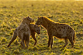 Spotted Hyena (Crocuta crocuta), adults, in the savannah, near an animal carcass, a wildebeest, Masai Mara National Reserve, National Park, Kenya