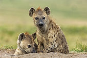Spotted hyena (Crocuta crocuta), adults resting at the entrance of the den, Masai Mara National Reserve, National Park, Kenya