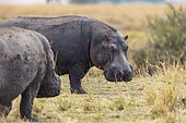 Common Hippo (Hippopotamus amphibius) in the grass, Masai Mara National Reserve, National Park, Kenya