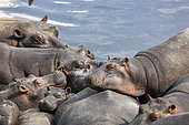 Common Hippo (Hippopotamus amphibius) in the water, Masai Mara National Reserve, National Park, Kenya