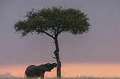 African Savannah Elephant or Savannah Elephant (Loxodonta africana), moves in the savannah at sunset, Masai Mara National Reserve, National Park, Kenya