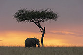 African Savannah Elephant or Savannah Elephant (Loxodonta africana), moves in the savannah at sunset, Masai Mara National Reserve, National Park, Kenya
