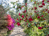 Japanese Camellia (Camellia japonica) 'Aaron's Ruby', Azalea 'Hatsugiri', Parc floral Vincennes, Paris, France