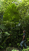 Man and giant Alocasia leaf (Alocasia sp), Lamin Guntur Eco park, East Kalimantan, Indonesia