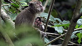 Long-tailed macaque (Macaca fascicularis) femelle with young, West Java