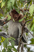 Proboscis monkey (Nasalis larvatus) female in a tree, Tanjung Puting Kalimantan, Borneo, Indonesia