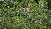 Proboscis monkey (Nasalis larvatus) young in a tree, Lamin Guntur Eco park Kalimantan, Borneo, Indonesia