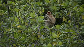 Proboscis monkey (Nasalis larvatus) young in a tree, Lamin Guntur Eco park Kalimantan, Borneo, Indonesia