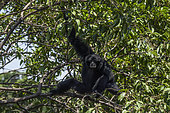 Siamang (Symphalangus syndactylus) in a tree, Sumatra, Indonesia