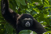 Borneo gibbon (Hylobates muelleri) or White-handed gibbon (Hylobates lar) in a tree, Sumatra, Indonesia