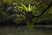 Bird's nest fern (Asplenium nidus), Cigenter River, Ujung Kulon National Park, West Java, Indonesia