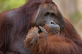 Bornean Orangutan (Pongo pygmaeus pygmaeus) male, Central Kalimantan, Indonesia