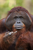 Bornean Orangutan (Pongo pygmaeus pygmaeus) male, Central Kalimantan, Indonesia