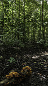 Bracket fungus on wood undergrowth, Lamin Guntur Eco park, East Kalimantan, indonesia