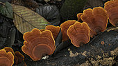 Bracket fungus on wood, Lamin Guntur Eco park, East Kalimantan, indonesia
