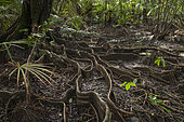 Mangrove (Xylocarpus sp) buttress rootes, Cigenter river, Ujun Kulon National Park, West Java, Indonesia
