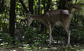 Timor Deer (Rusa timorensis) female facing a Long-tailed macaque (Macaca fascicularis) in the undergrowth, Ujung Kulon National Park, West Java, Indonesia