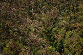 Fruit bats colony, Giam Siak Kecil-Bukit Batu Bioreserve, Riau, Sumatra