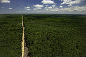 Industrial timber plantation, Riau, Sumatra