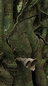 Sweat Bees nest on tree trunk, Lamin Gunthur Eco Park, East, Kalimatan