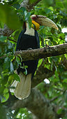 Wreathed Hornbill (Rhyticeros undulatus) male on a branch, North Sumatra